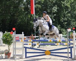 jumper Cormints Champion (Holsteiner, 2011, from Cormint)