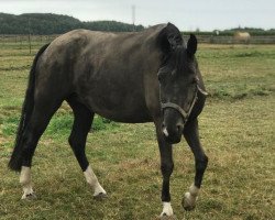 broodmare Gritt's Gretchen (German Sport Horse, 2010, from Fürst Fugger)