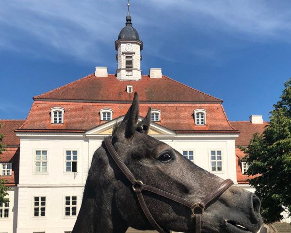 jumper Stute von Cornado I / Cormint (Westphalian, 2017, from Cornado NRW)