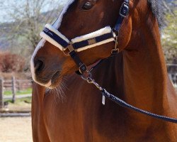 horse Business Lady (Bavarian, 2012, from Roy Black)