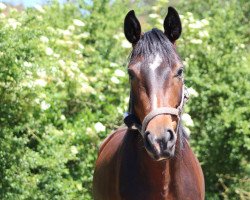 broodmare Diva Desolera (Hanoverian, 2017, from Dantano)