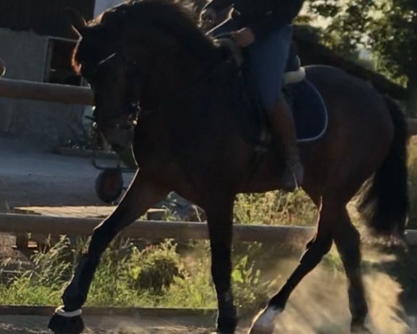 Springpferd Louisville GBL (KWPN (Niederländisches Warmblut), 2016, von Ephebe For Ever)