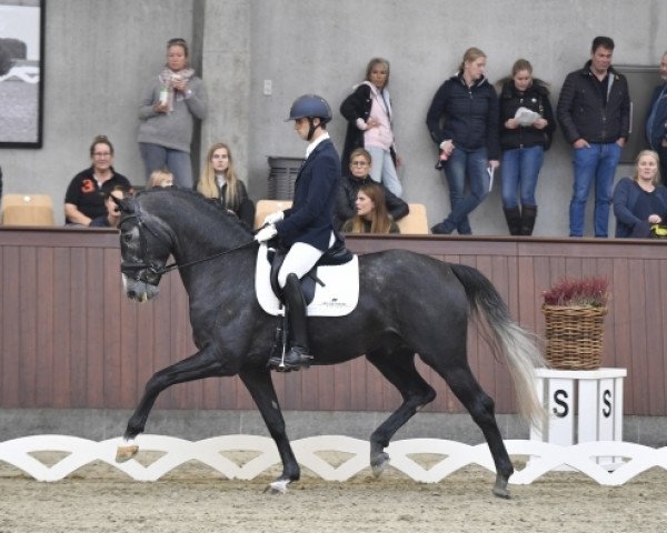 stallion Tørveslettens Sylvester (Danish Warmblood, 2014, from Sezuan)