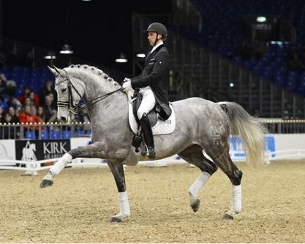 broodmare Toerveslettens Stamina (Danish Warmblood, 2005, from Stedinger)