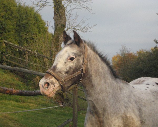 horse Joya-Jessica (German Riding Pony, 1989, from Dorado)