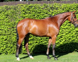 jumper Chaccartino (Oldenburg show jumper, 2015, from Chaccato)