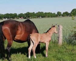 Dressurpferd Versengold (Deutsches Reitpony, 2020, von Notting Hill 2)