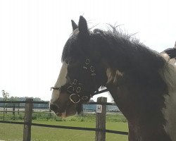 horse Nico (Tinker / Irish Cob / Gypsy Vanner, 2003)