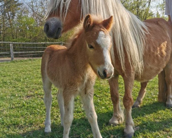 Zuchtstute Crista van de Wortel (Shetland Pony, 2009)