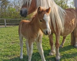 Pferd Crista van de Wortel (Shetland Pony, 2009)