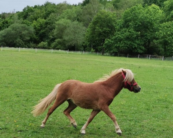 Pferd Clara (Shetland Pony, 2019, von Giotto aus dem Wendland)