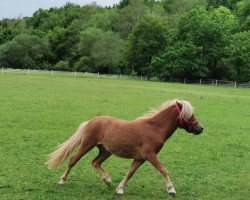 Pferd Clara (Shetland Pony, 2019, von Giotto aus dem Wendland)