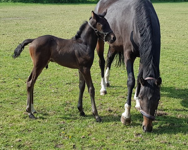 broodmare Liv (German Warmblood, 2016, from Royal Florence)