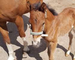 dressage horse Galantis (German Warmblood, 2020, from Galaxy)