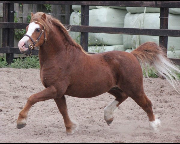 stallion Penboeth Norris (Welsh mountain pony (SEK.A), 2004, from Penboeth Tap-Dance)