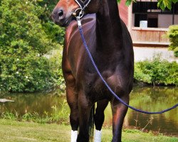 dressage horse Stute von Destano/Don Henrico (Hanoverian, 2015, from Destano)