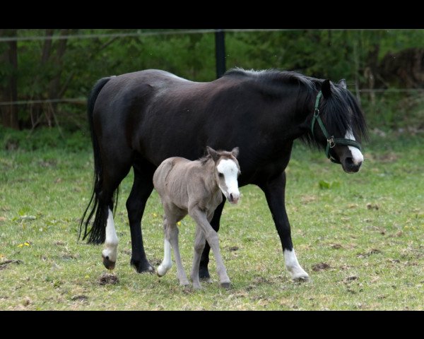 Zuchtstute Scarlett (Welsh Mountain Pony (Sek.A), 2014)