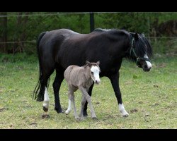 Pferd Scarlett (Welsh Mountain Pony (Sek.A), 2014)