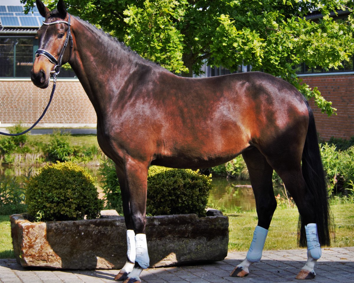 Dressurpferd Ballantine's Finest (Westfale, 2016, von Borsalino)