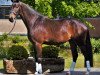 dressage horse Ballantine's Finest (Westphalian, 2016, from Borsalino)