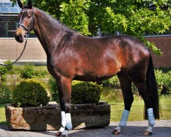 dressage horse Ballantine's Finest (Westphalian, 2016, from Borsalino)