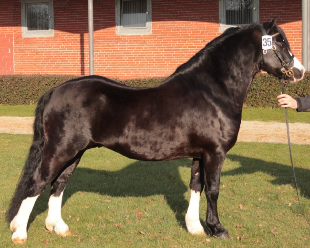 stallion Gramblin Echo (Welsh mountain pony (SEK.A), 2010)