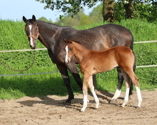 Dressurpferd Feivel (Deutsches Reitpferd, 2018, von Finnigan)