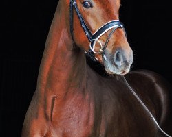 dressage horse Hengst von For Romance/Damon Hill (Westphalian, 2017, from For Romance I)