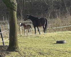 Pferd Dorette (Deutsches Reitpferd, 2002, von Depardieu 11)