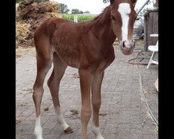 Zuchtstute Phila (Deutsches Reitpony,  , von Davenport II)