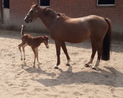 broodmare Piricornet Nejlund (Danish Reitpony, 2009, from Coronet Ask)