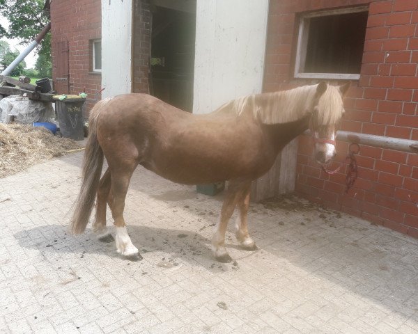 broodmare Piroschka (German Riding Pony, 1985, from Asko)
