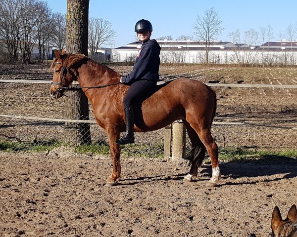 broodmare Nejlund Piri (German Riding Pony, 2000, from Deister)