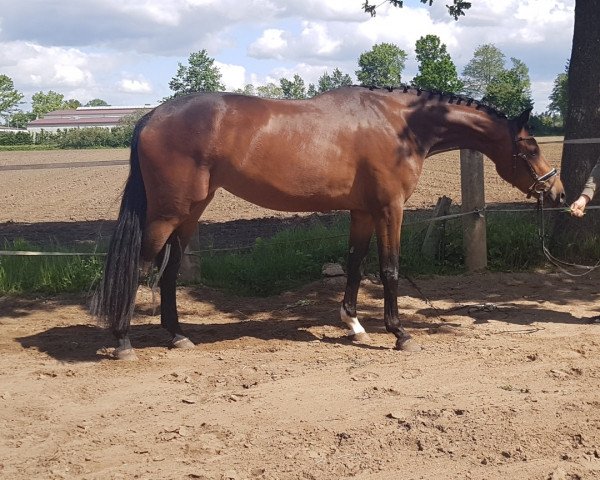 broodmare Rose (German Warmblood, 2017, from Rock for Me)