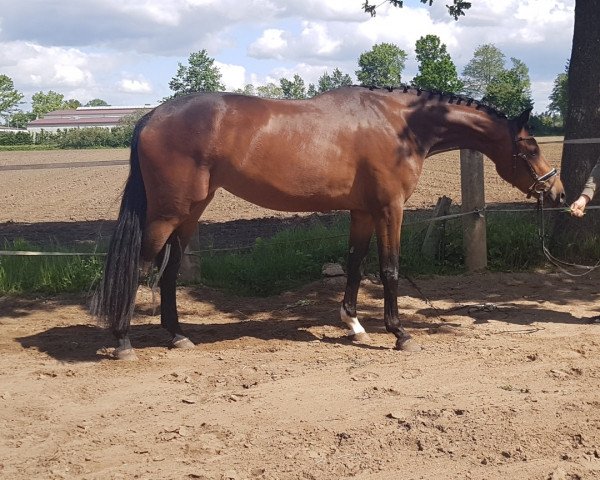 Zuchtstute Rose (Deutsches Reitpferd, 2017, von Rock for Me)