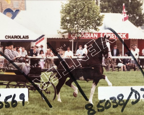 stallion Walton Talisman (Hackney (horse/pony), 1968, from Brook Acres Silver Tan)