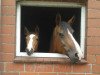 broodmare Prinzesflorenz (Hanoverian, 2004, from Florencio I)