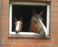 broodmare Prinzesflorenz (Hanoverian, 2004, from Florencio I)