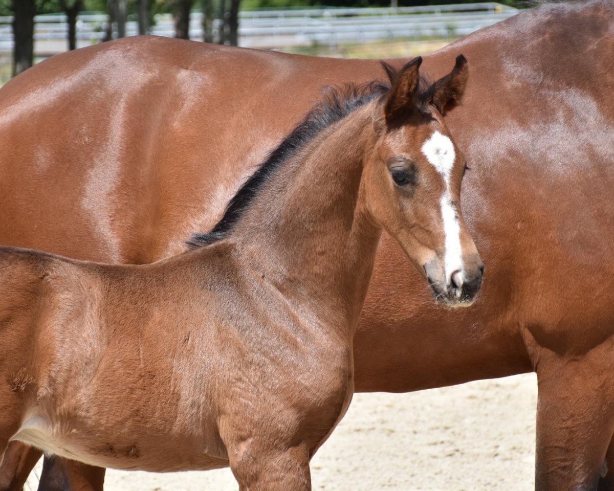 dressage horse Edward RV (Hanoverian, 2020, from Escamillo)