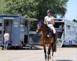 jumper Kensington S 3 (Oldenburg show jumper, 2015, from Kannan)