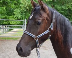 horse Sahir al Zahra (Arab half breed / Partbred, 2017, from Sauda Zahra)