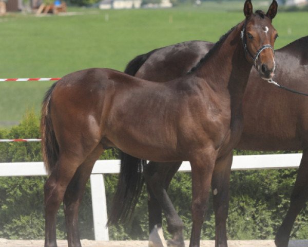 Dressurpferd Secret´s Snowdancer SA (Österreichisches Warmblut, 2017, von Secret)