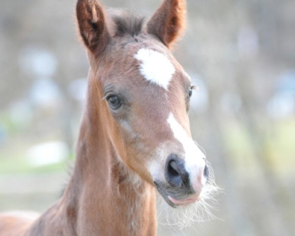 Dressurpferd Samba Samba SA (Österreichisches Warmblut, 2019, von Sir Donnerhall I)