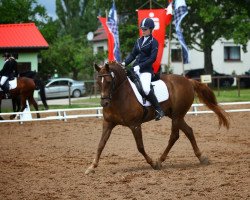 dressage horse Saphir 393 (German Warmblood, 1998)