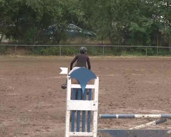 Reitturnier Wiesloch 2015