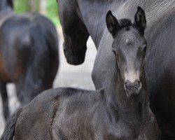 Zuchtstute Zackerella SA (Österreichisches Warmblut, 2020, von Blue Hors Zackerey)