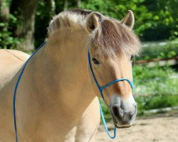 horse Jesse (Fjord Horse, 1999, from Joern)