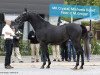 stallion MK Crystal AA (Anglo-Arabs, 2010, from Nadeshnij ox)