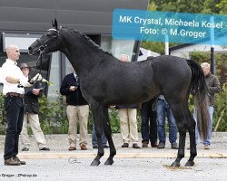 Deckhengst MK Crystal AA (Anglo-Araber, 2010, von Nadeshnij ox)