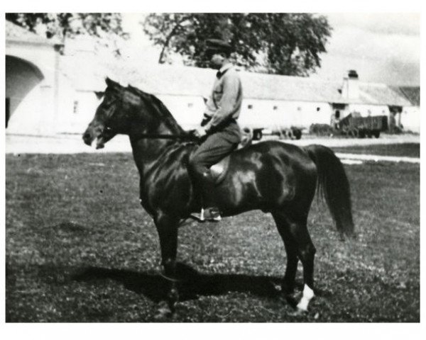 stallion Aksoum ox (Arabian thoroughbred, 1931, from Razada 1925 ox)